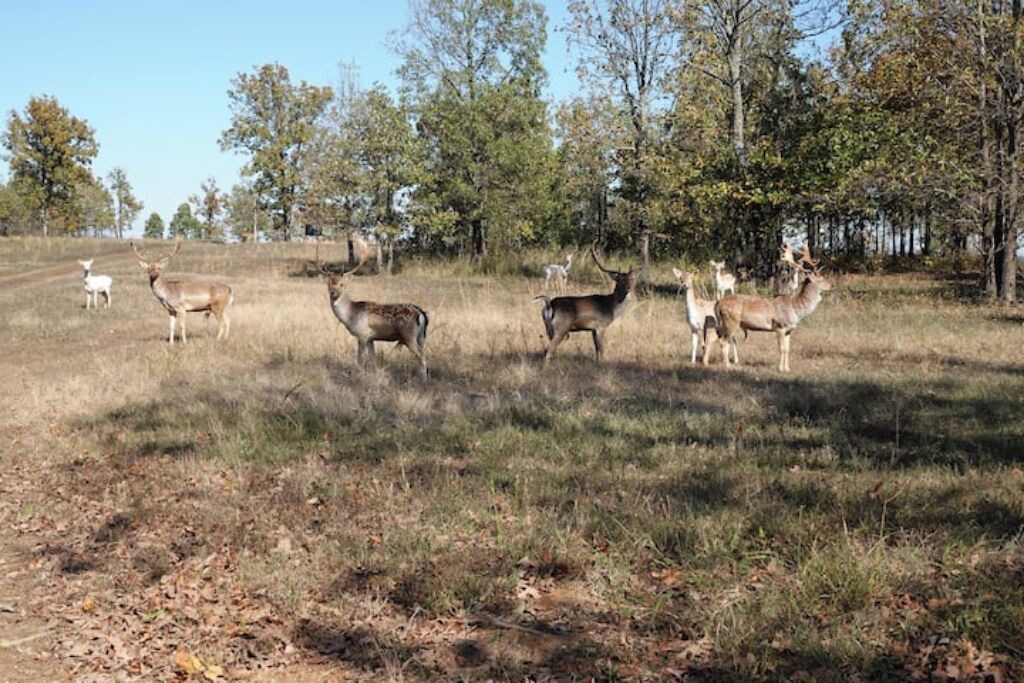 Photo of Others in Stilwell