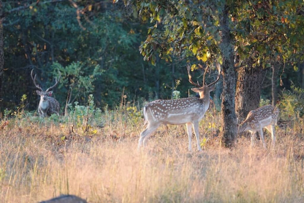Photo of Outdoor in Stilwell