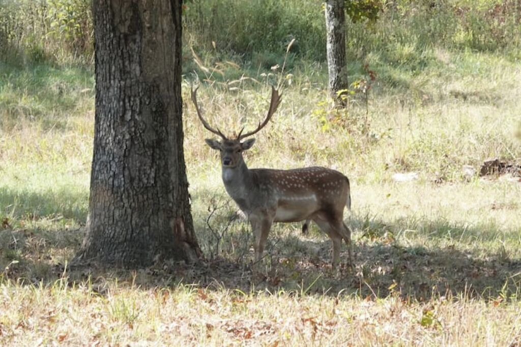 Photo of Others in Stilwell