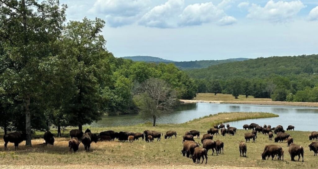 Photo of Others in Stilwell