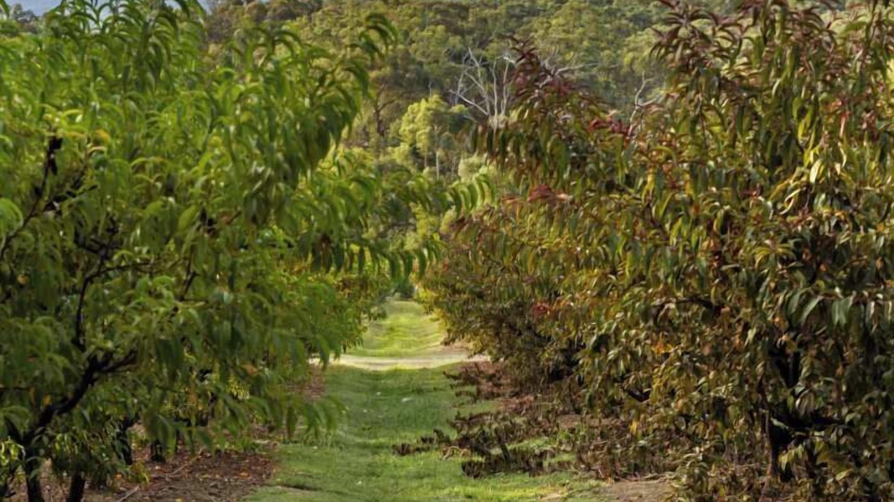 Photo of Others in Woori Yallock