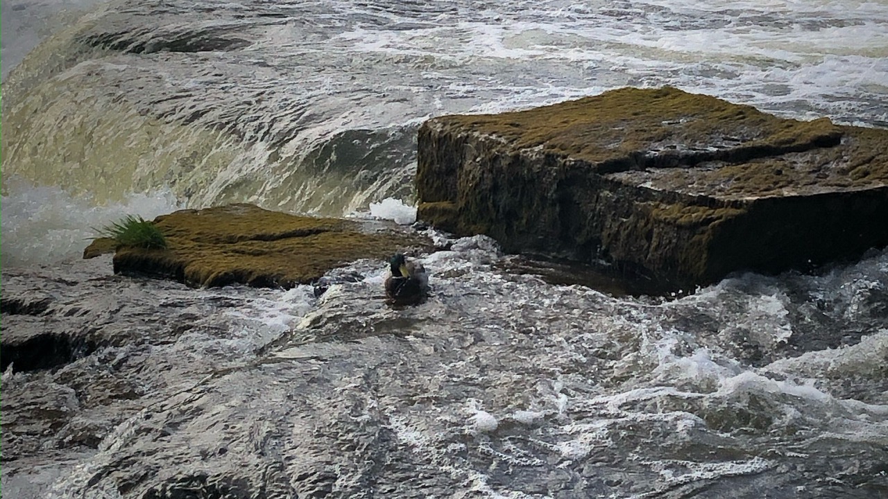 Photo of Others in South Bruce Peninsula