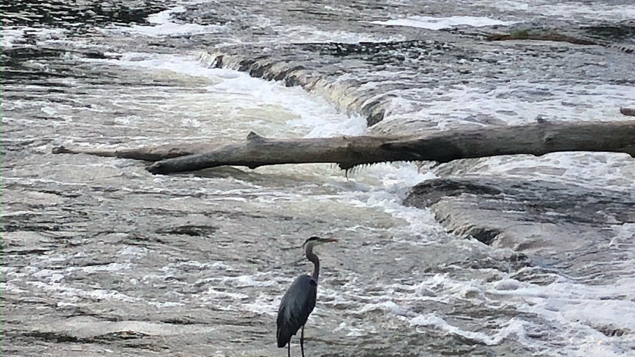 Photo of Others in South Bruce Peninsula