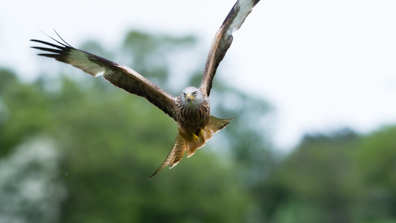 Photo of Others in Llandovery