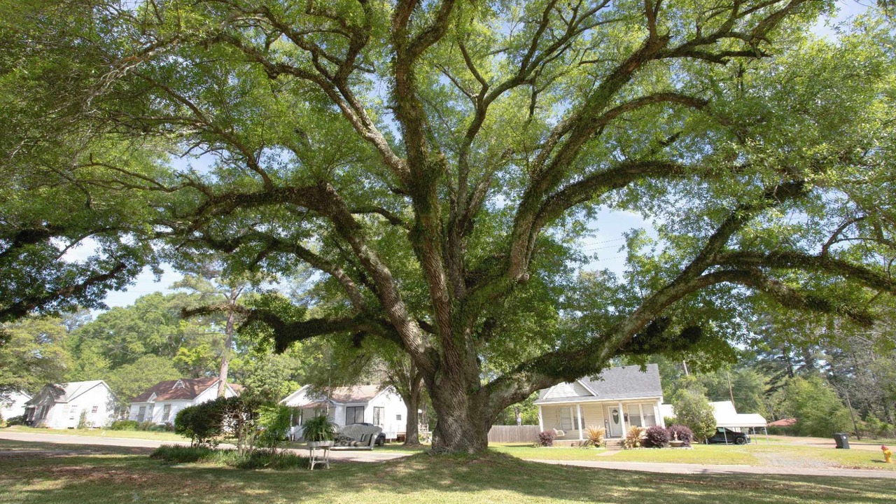 Photo of Outdoor in Springhill