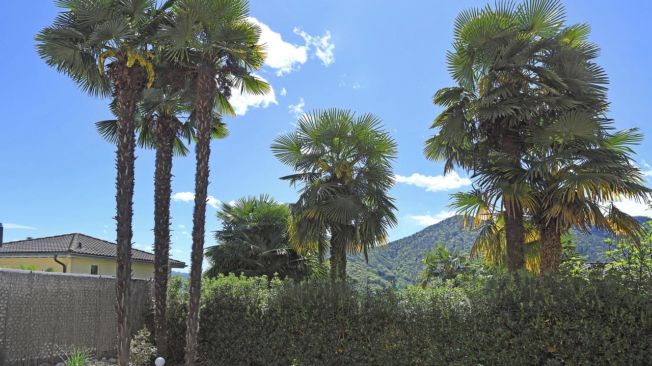 Photo of Outdoor in Monteggio