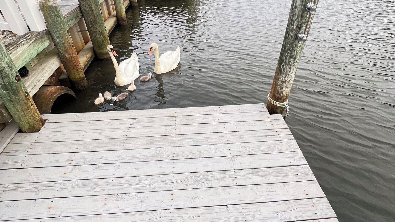Photo of Others in Forked River