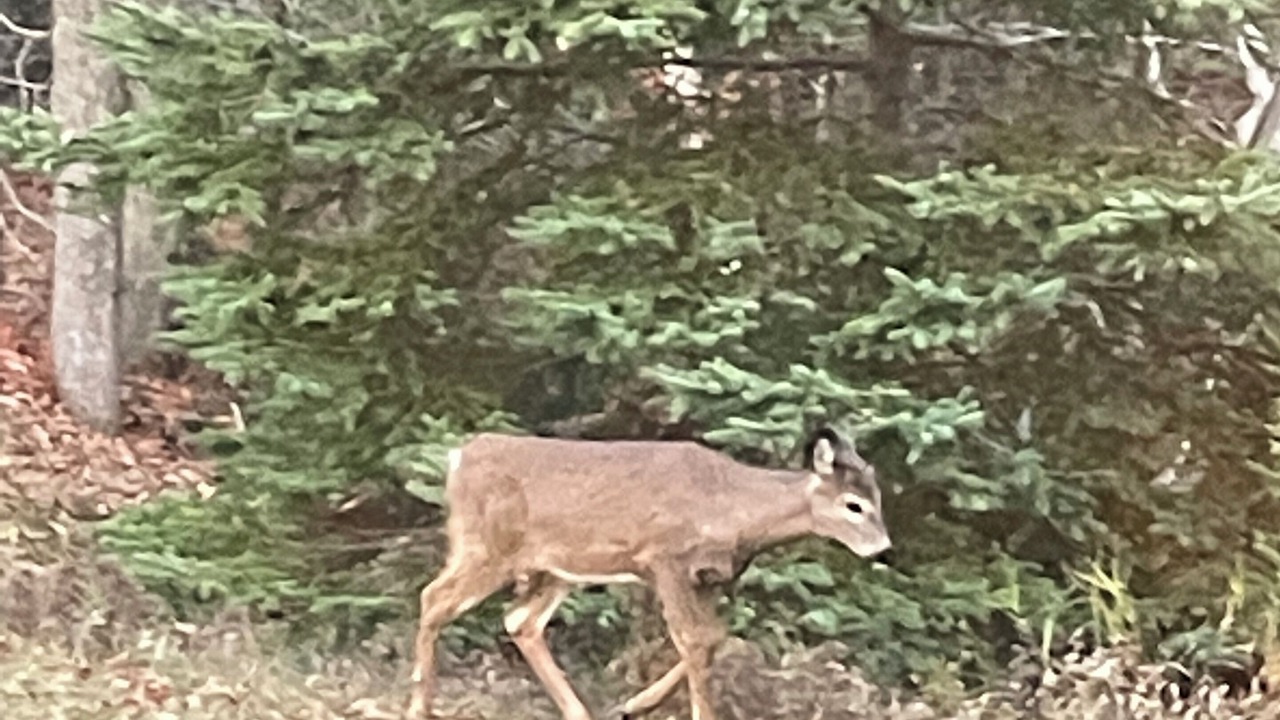 Photo of Others in Manitoulin District