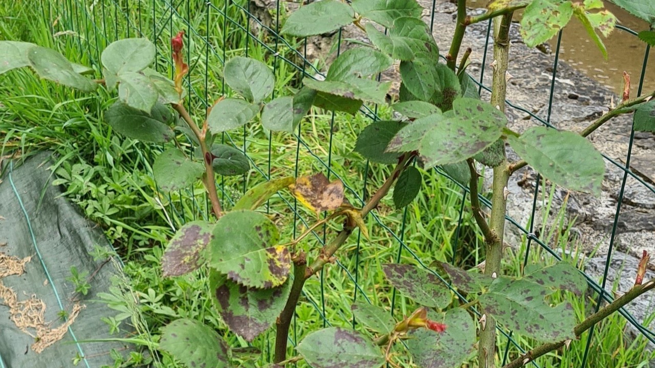 Photo of Outdoor in Louvie Juzon