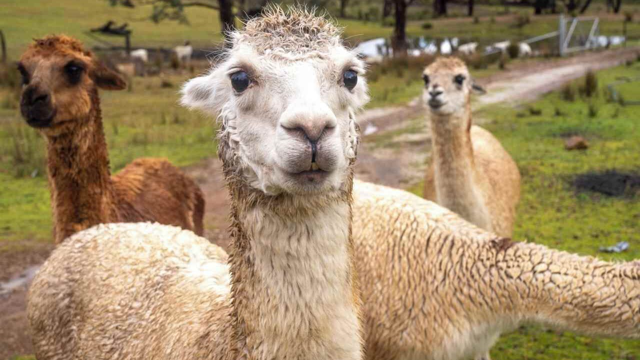 Photo of Others in Windeyer