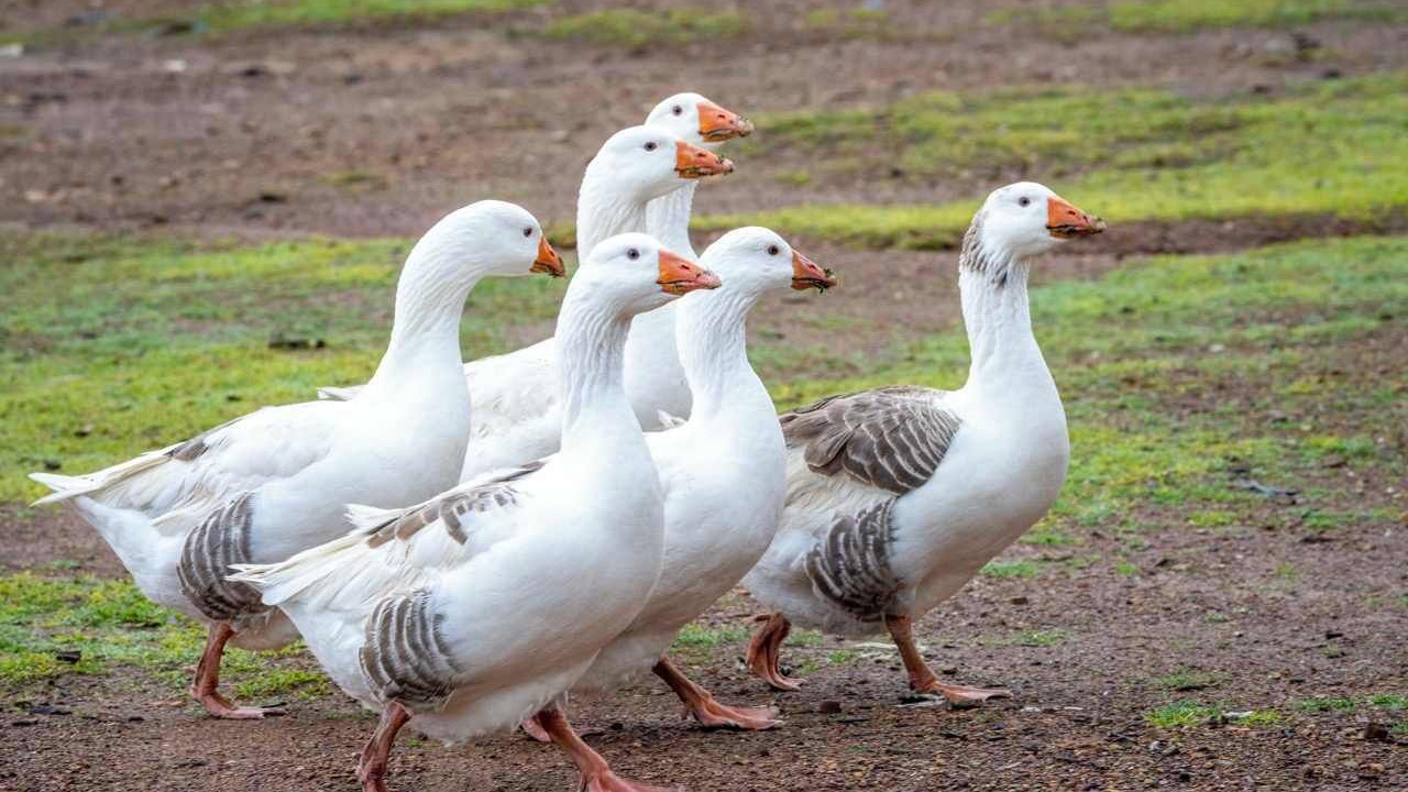 Photo of Others in Windeyer