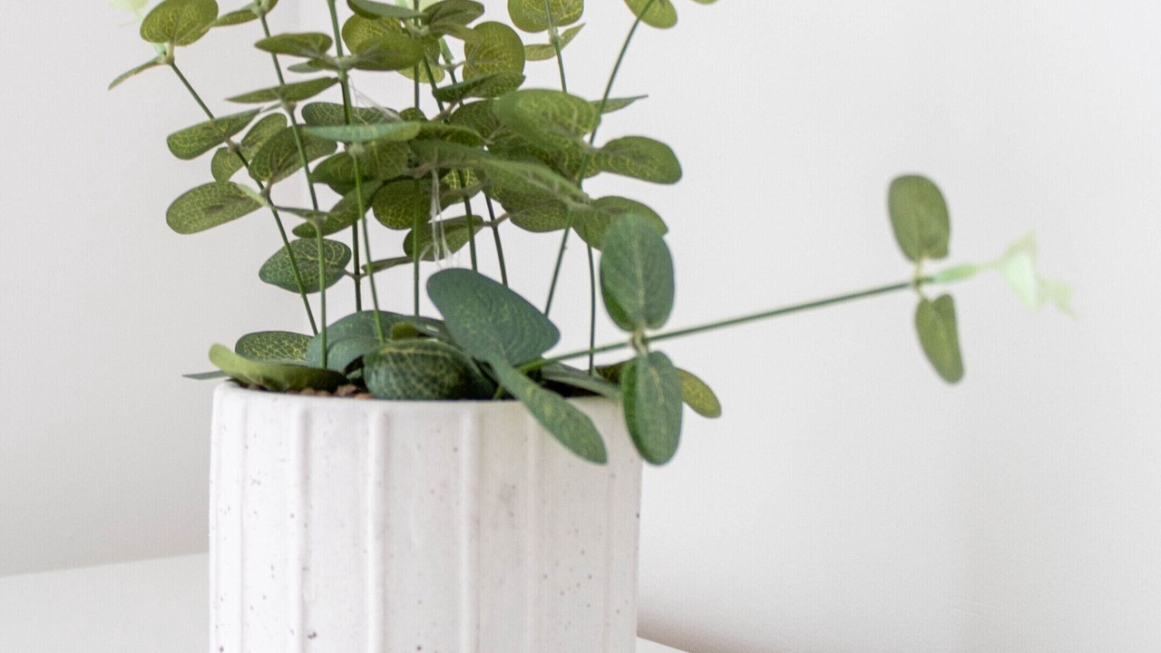 Photo of Others in Dumbarton