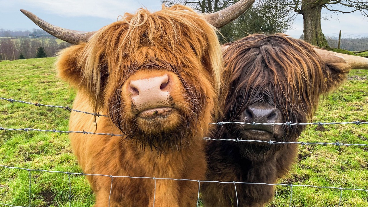 Photo of Others in Wing