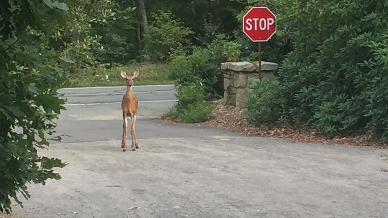 Photo of Outdoor in Woods Hole