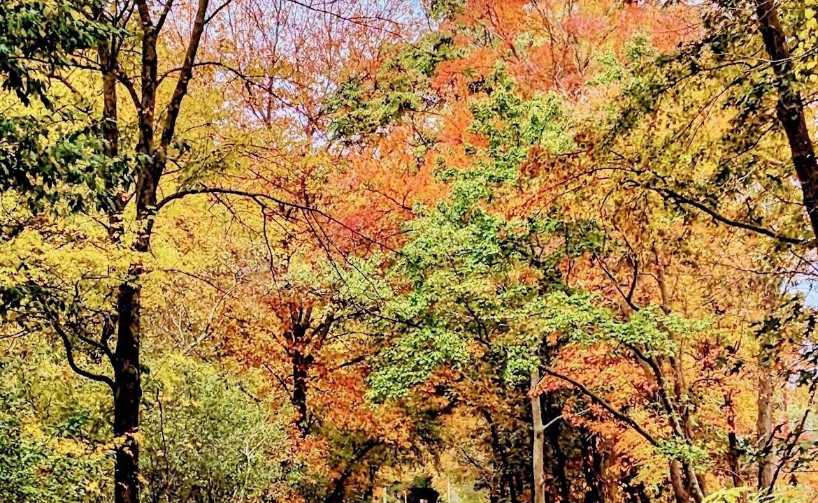 Photo of Outdoor in Arlington