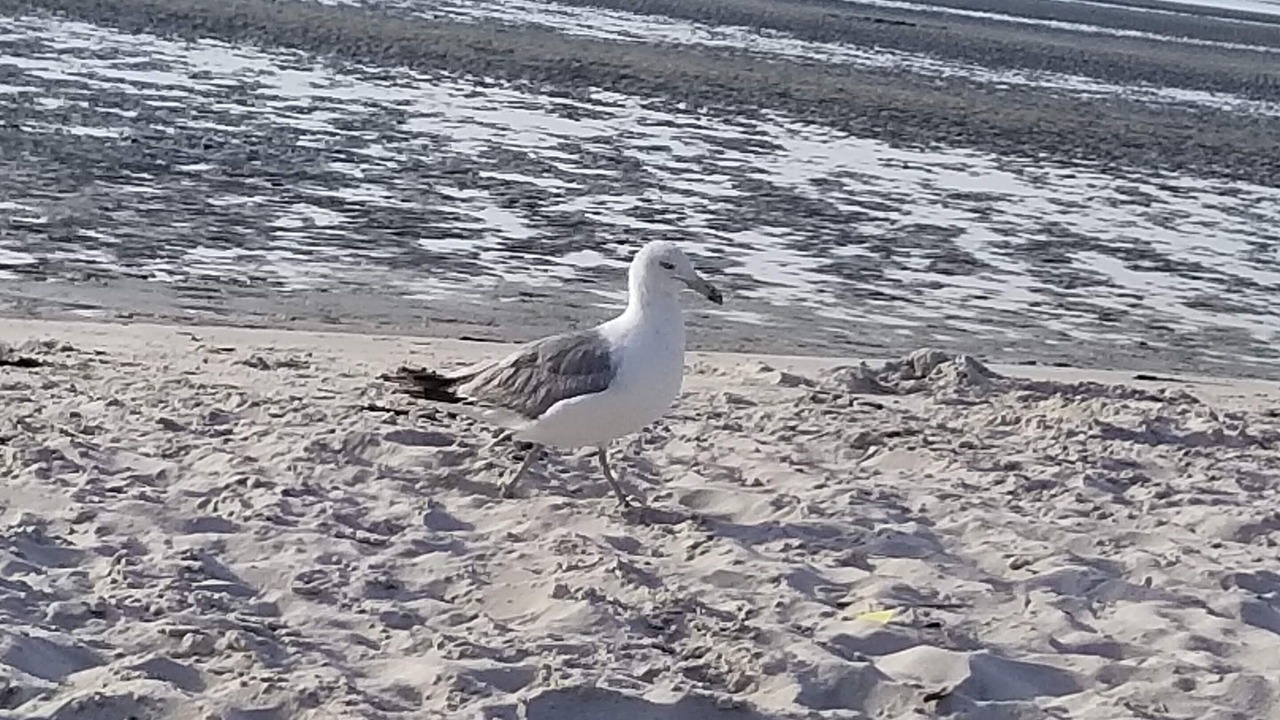Photo of Others in Cape Charles