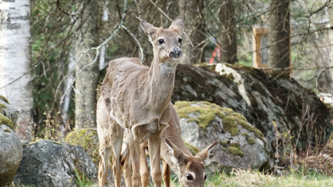 Photo of Outdoor in Mont-Tremblant