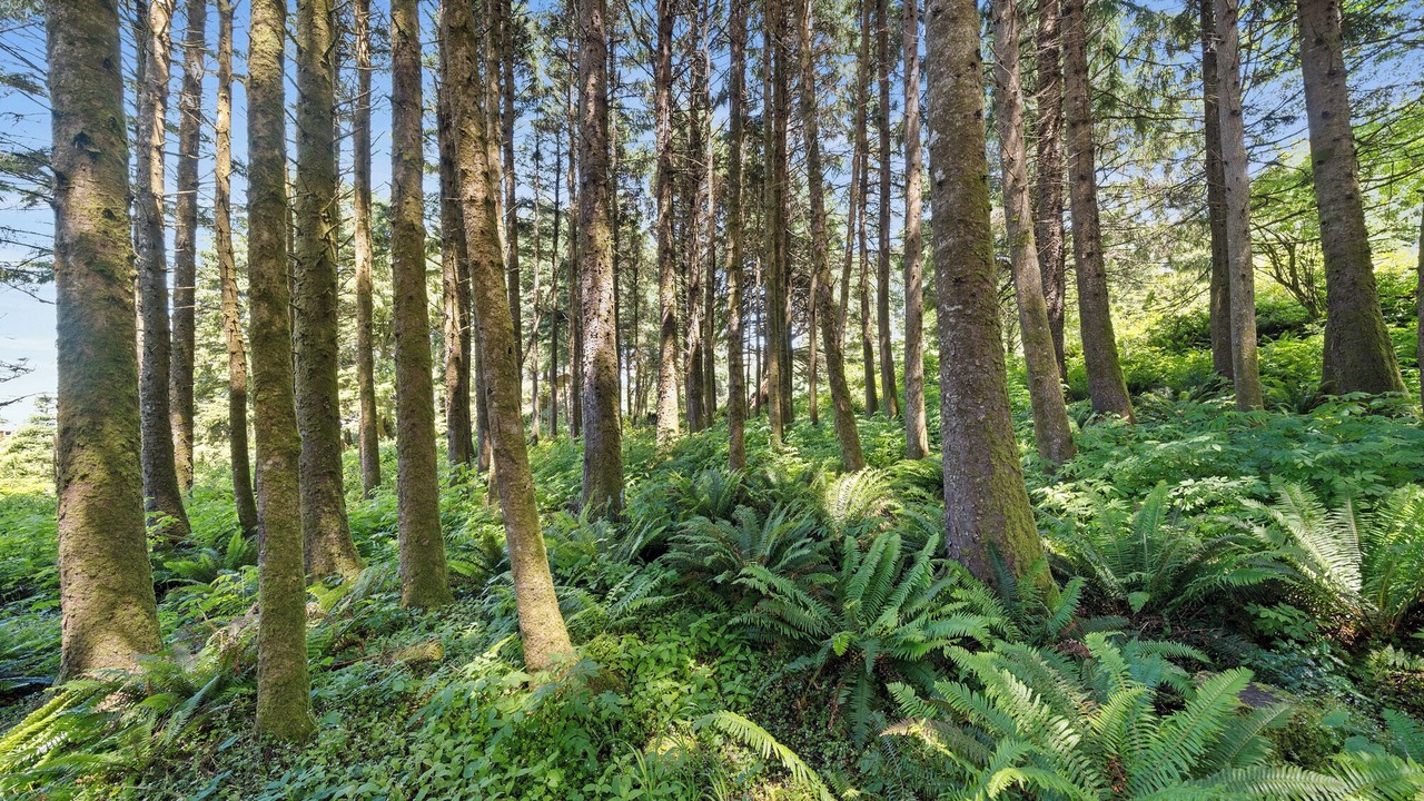 Photo of Others in Cape Meares
