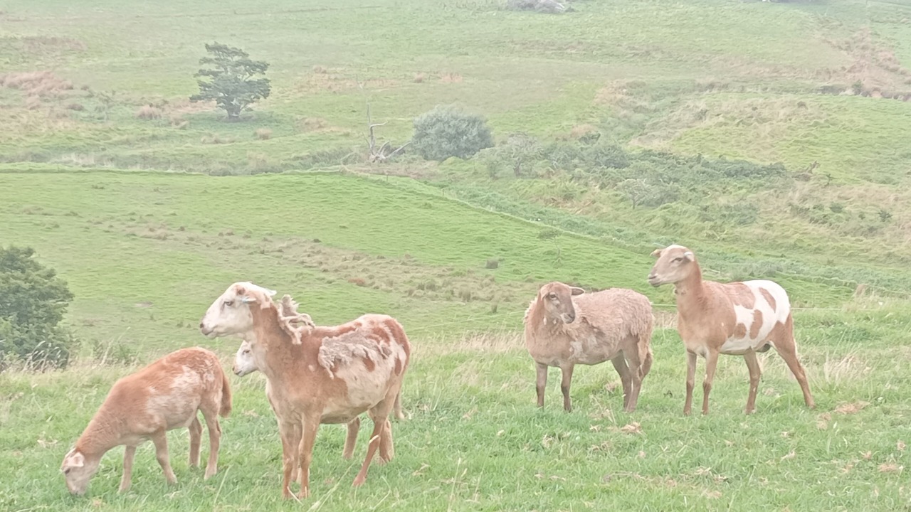 Photo of Others in Mangawhai