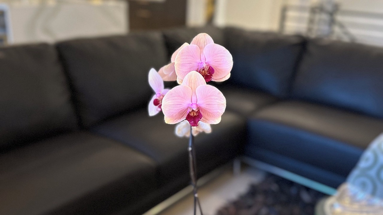 Photo of Livingroom in Inglewood-Finn Hill