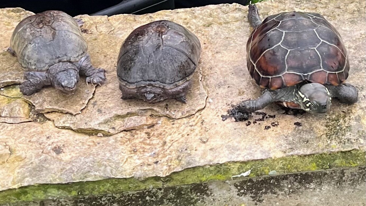 Photo of Others in Bouin