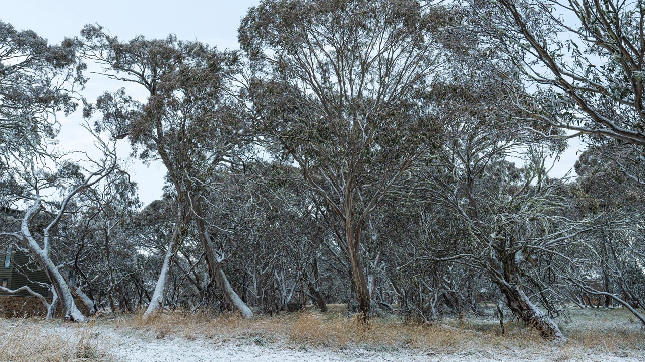 Photo of Outdoor in Dinner Plain