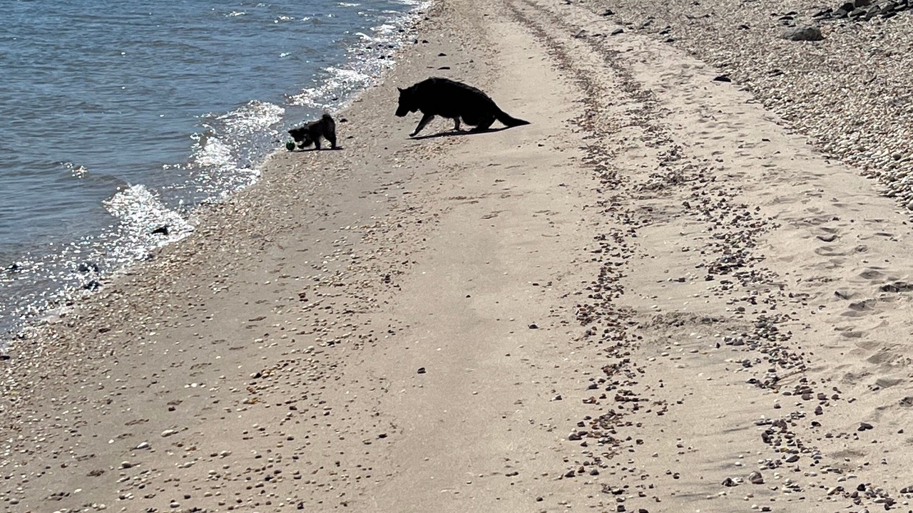 Photo of Others in Flanders