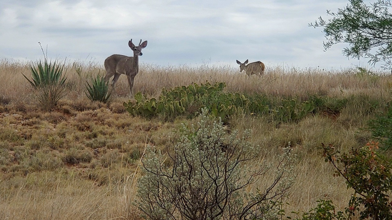 Photo of Others in Sonoita