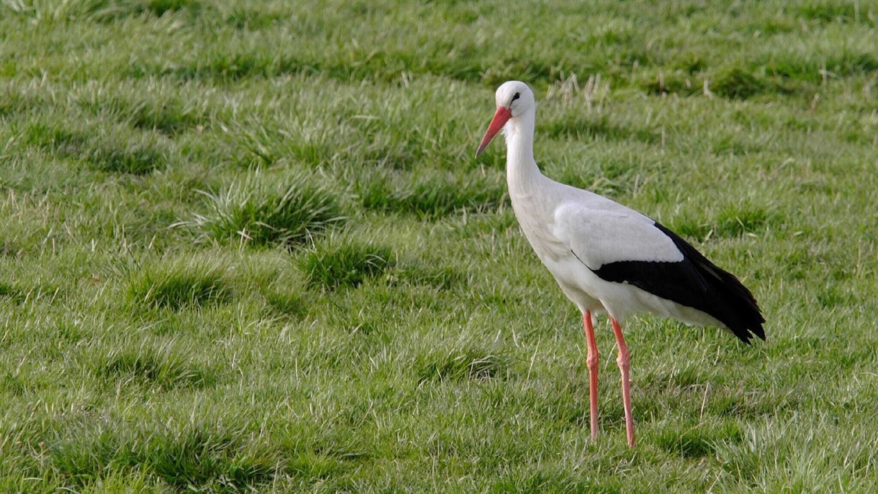 Photo of Others in Metairies-Saint-Quirin