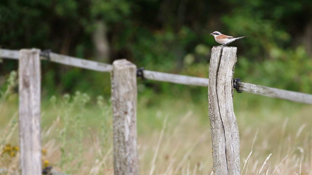 Photo of Others in Metairies-Saint-Quirin