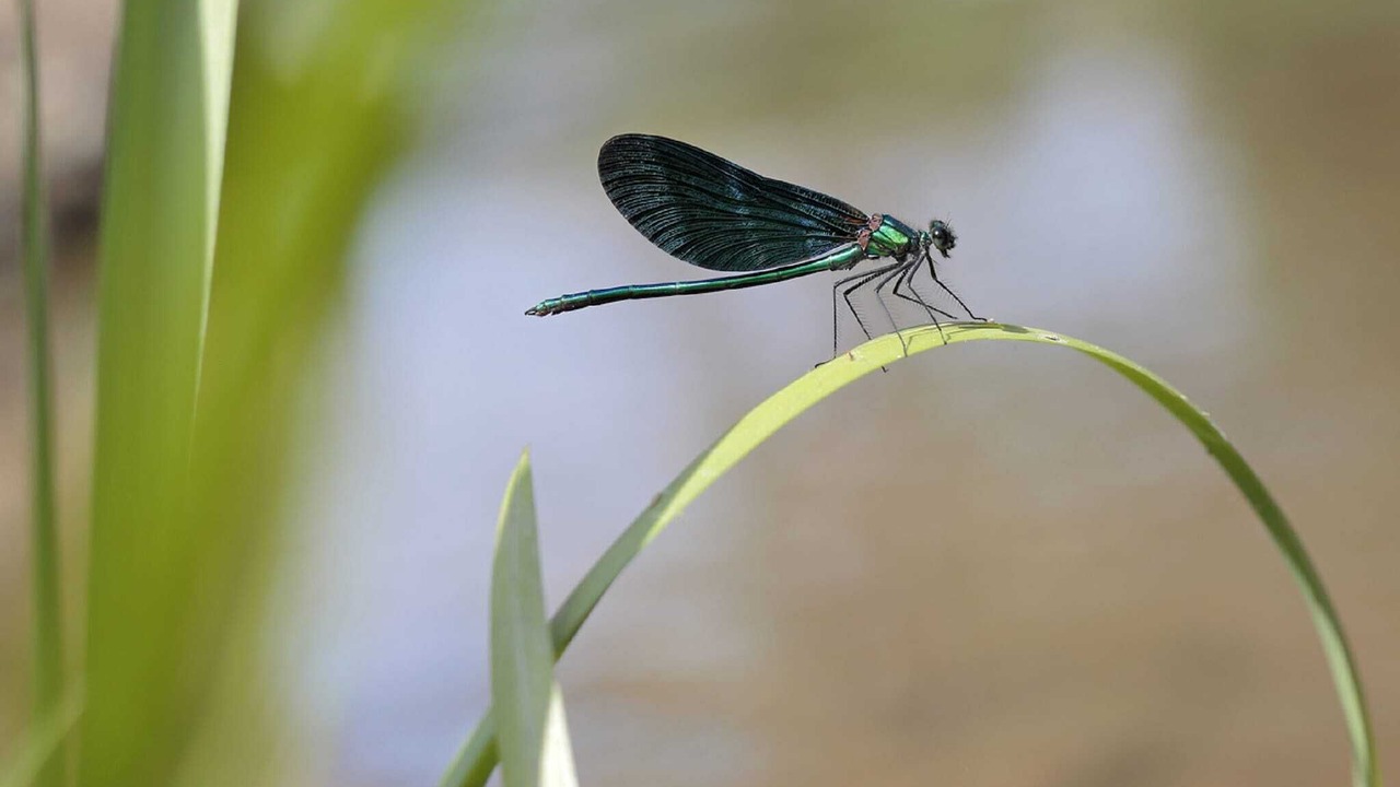 Photo of Others in Metairies-Saint-Quirin