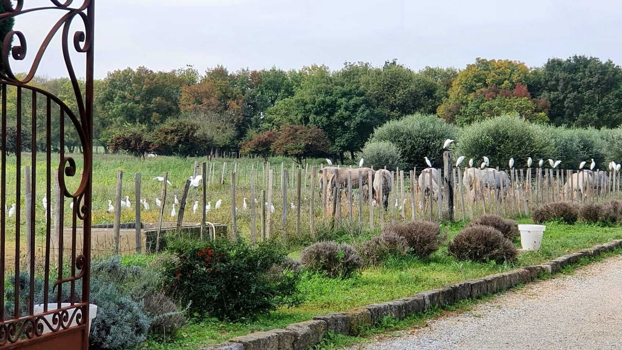 Photo of Outdoor in Le Cailar