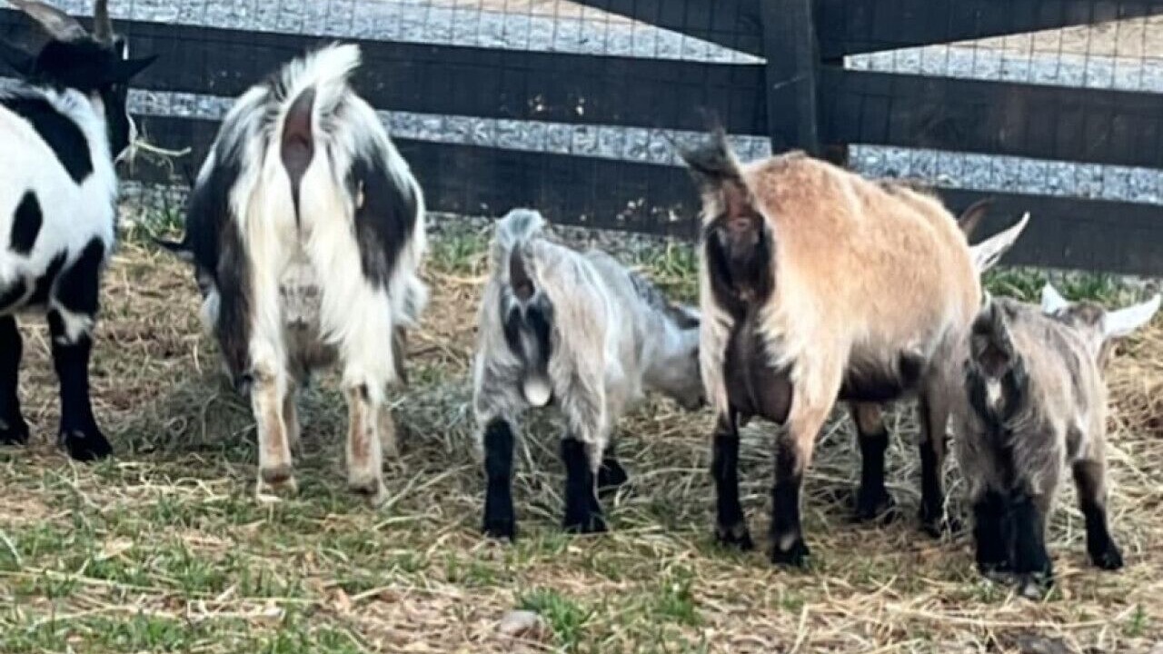 Photo of Others in Knox County