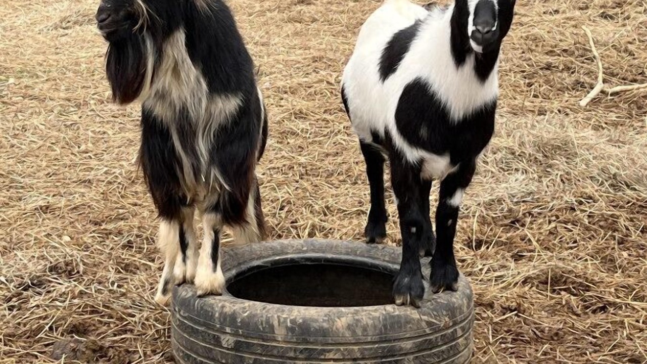 Photo of Others in Knox County