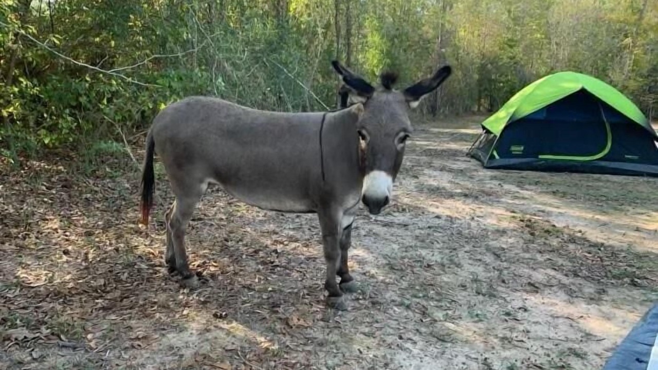 Photo of Others in Conroe