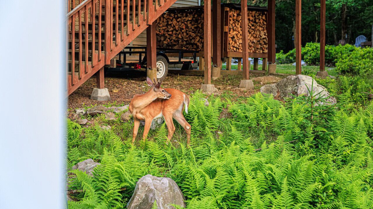 Photo of Others in Briar Crest Woods