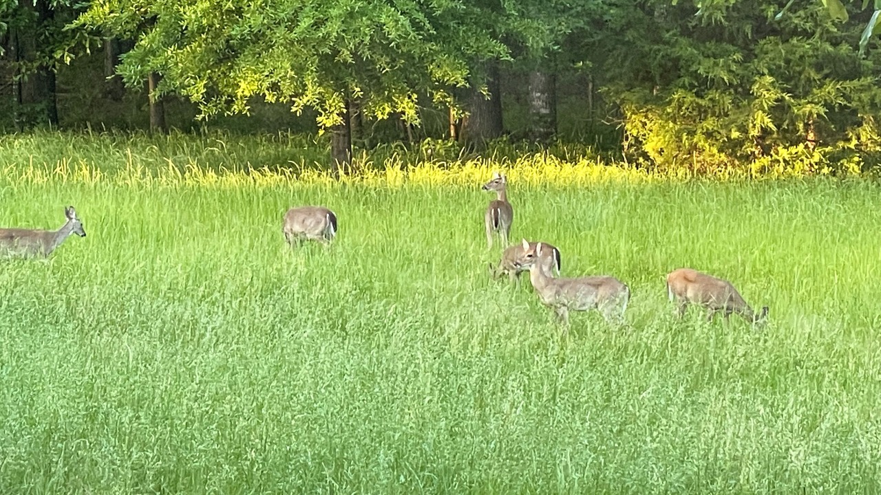 Photo of Outdoor in Murfreesboro