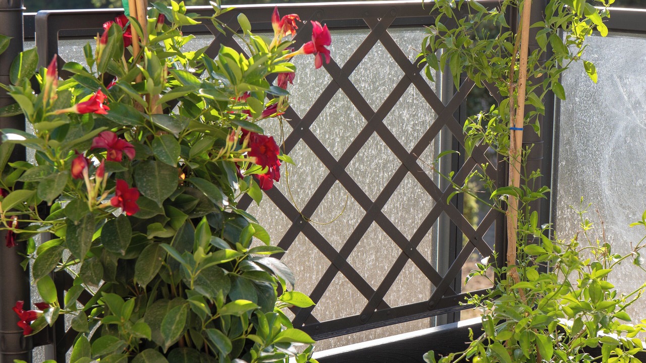 Photo of Outdoor in Sollacaro