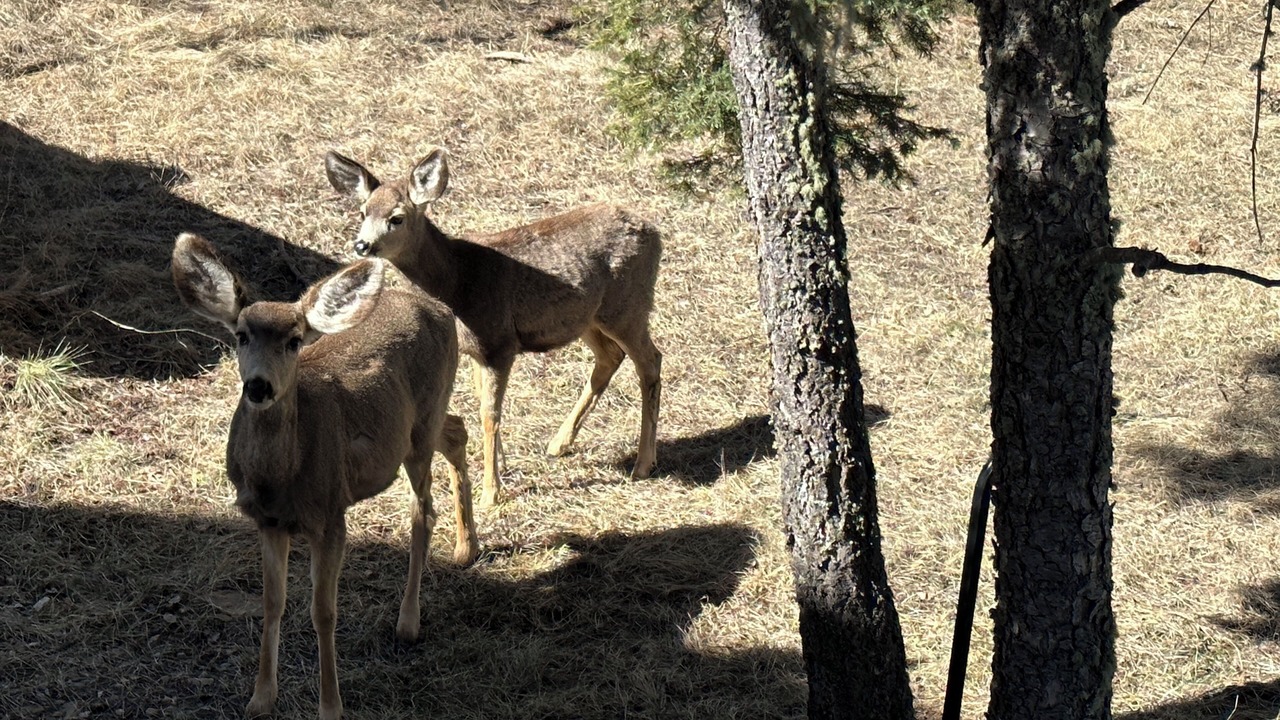 Photo of Others in Angel Fire