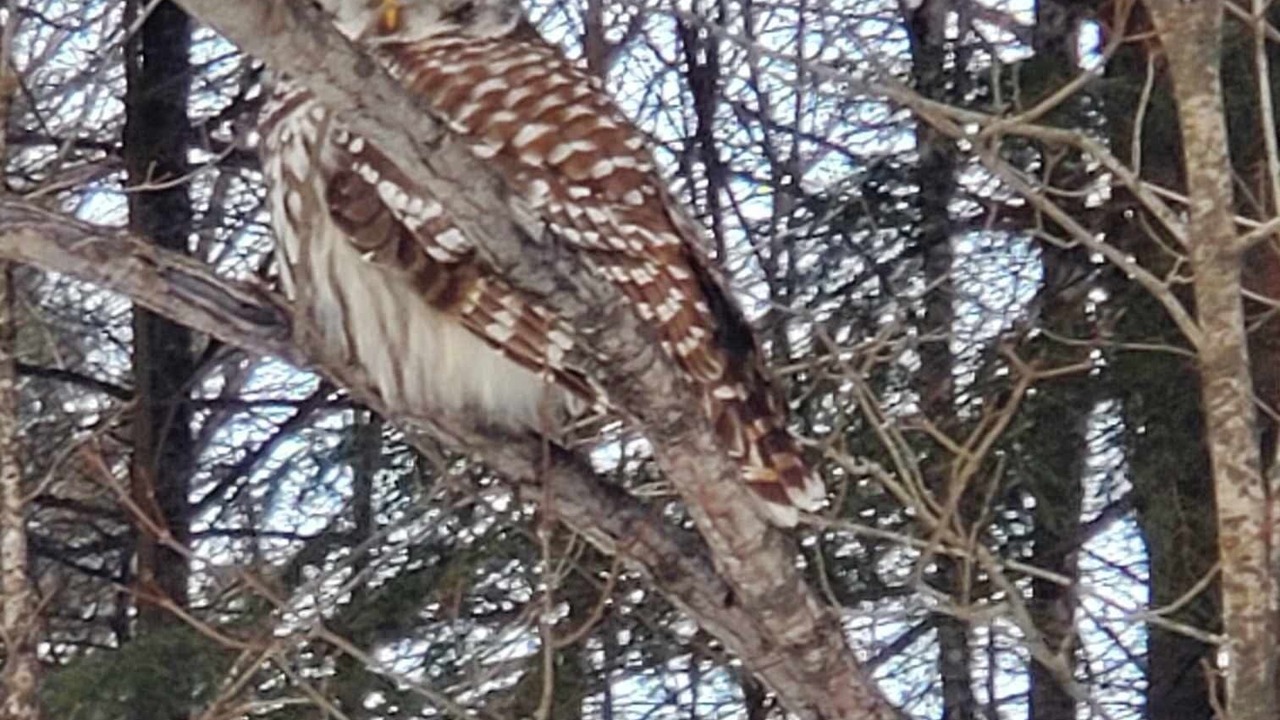 Photo of Others in Balderson