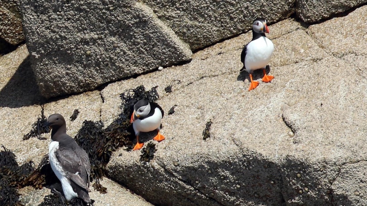 Photo of Others in Pleumeur-Bodou