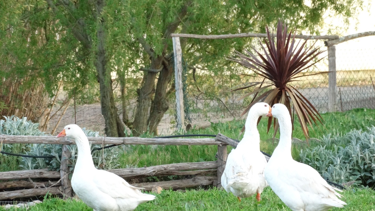 Photo of Outdoor in Grazac