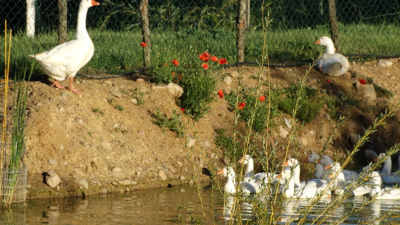 Photo of Outdoor in Grazac