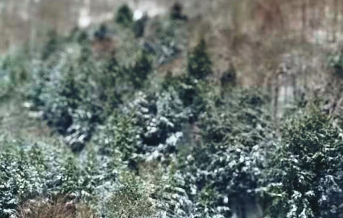 Photo of Outdoor in Shinglehouse
