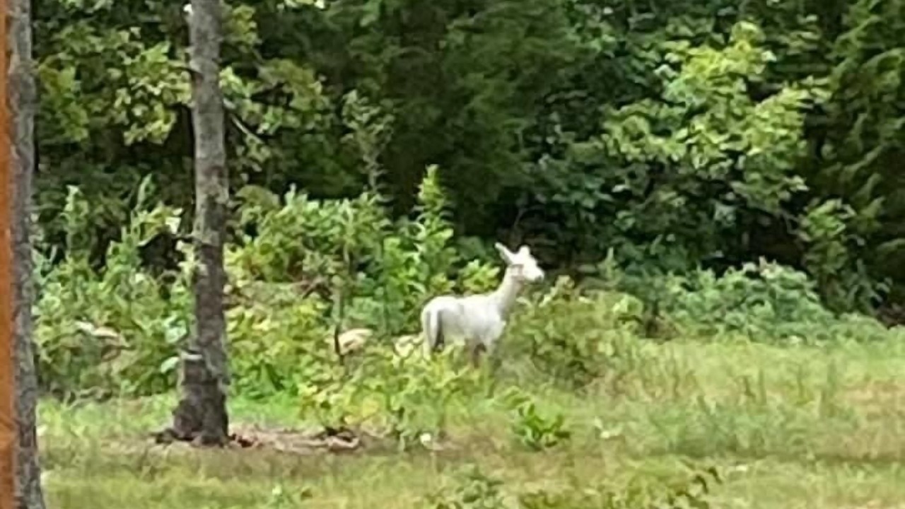 Photo of Outdoor in Proctor