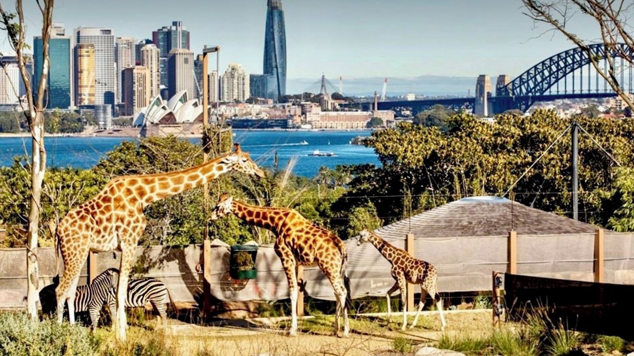 Photo of Outdoor in Mosman