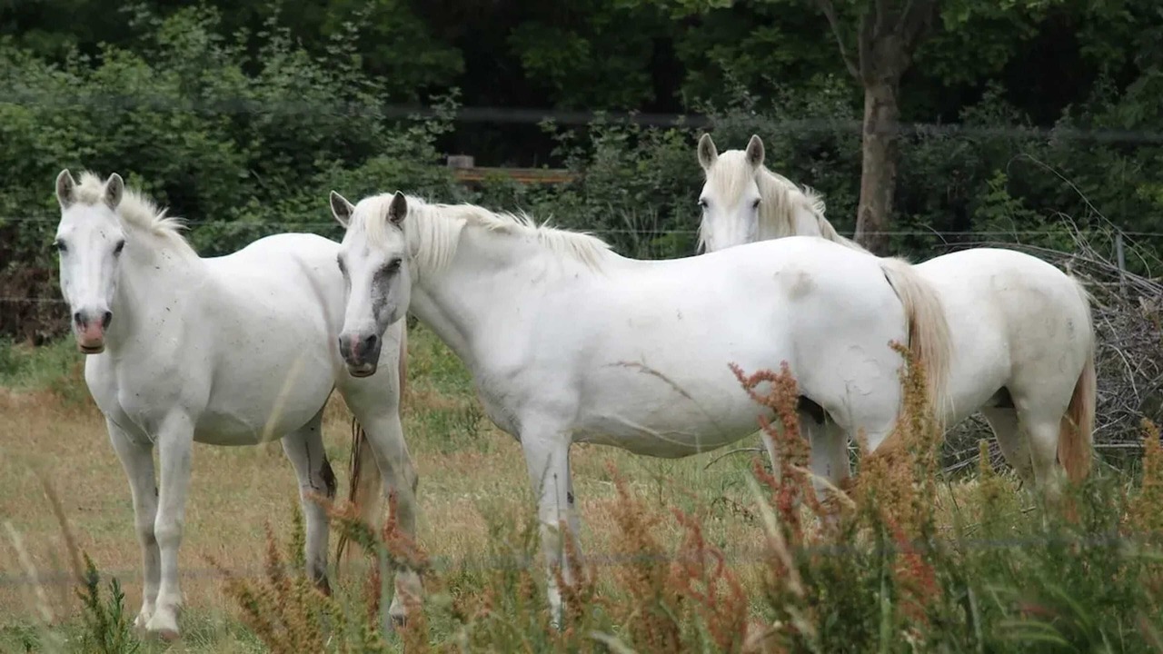 Photo of Others in Marsillargues