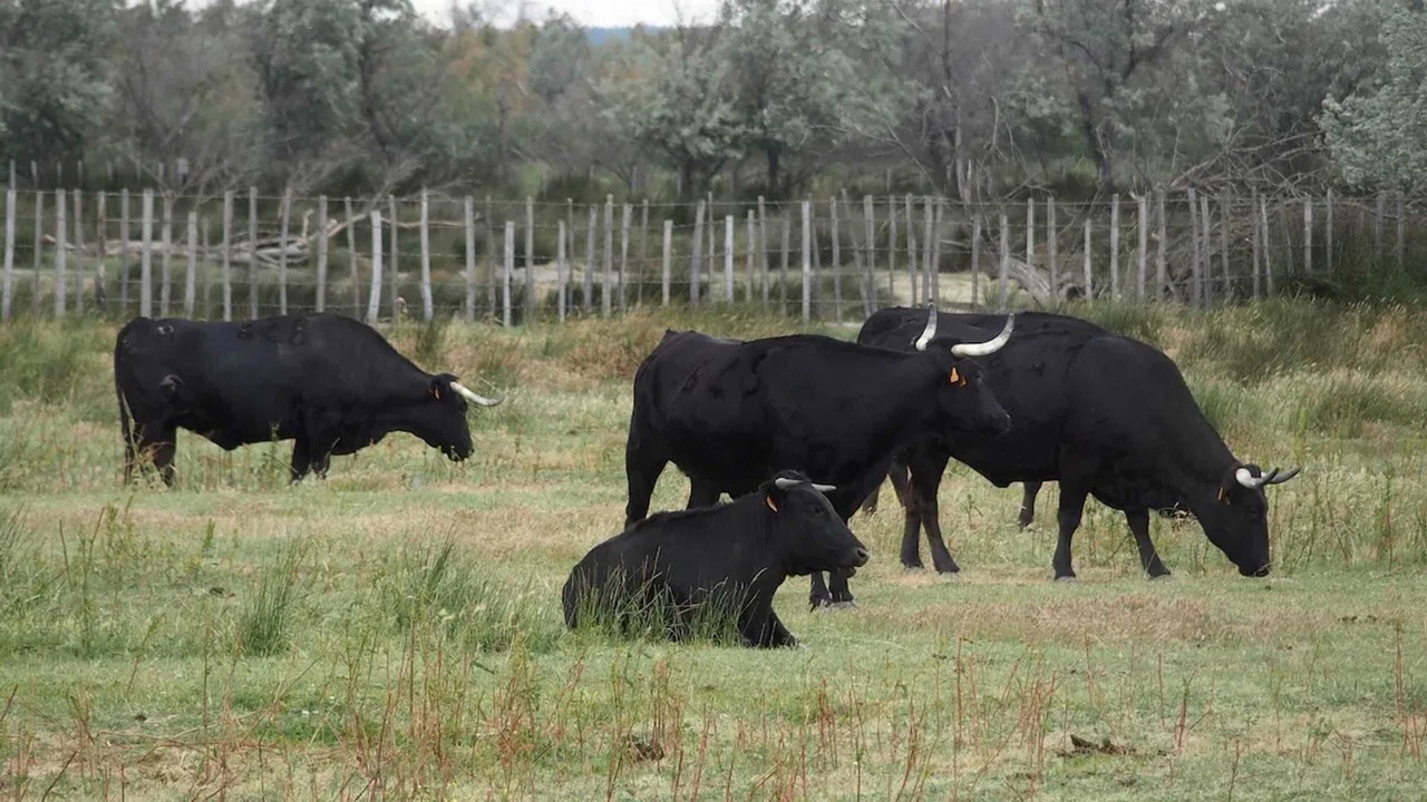 Photo of Others in Marsillargues