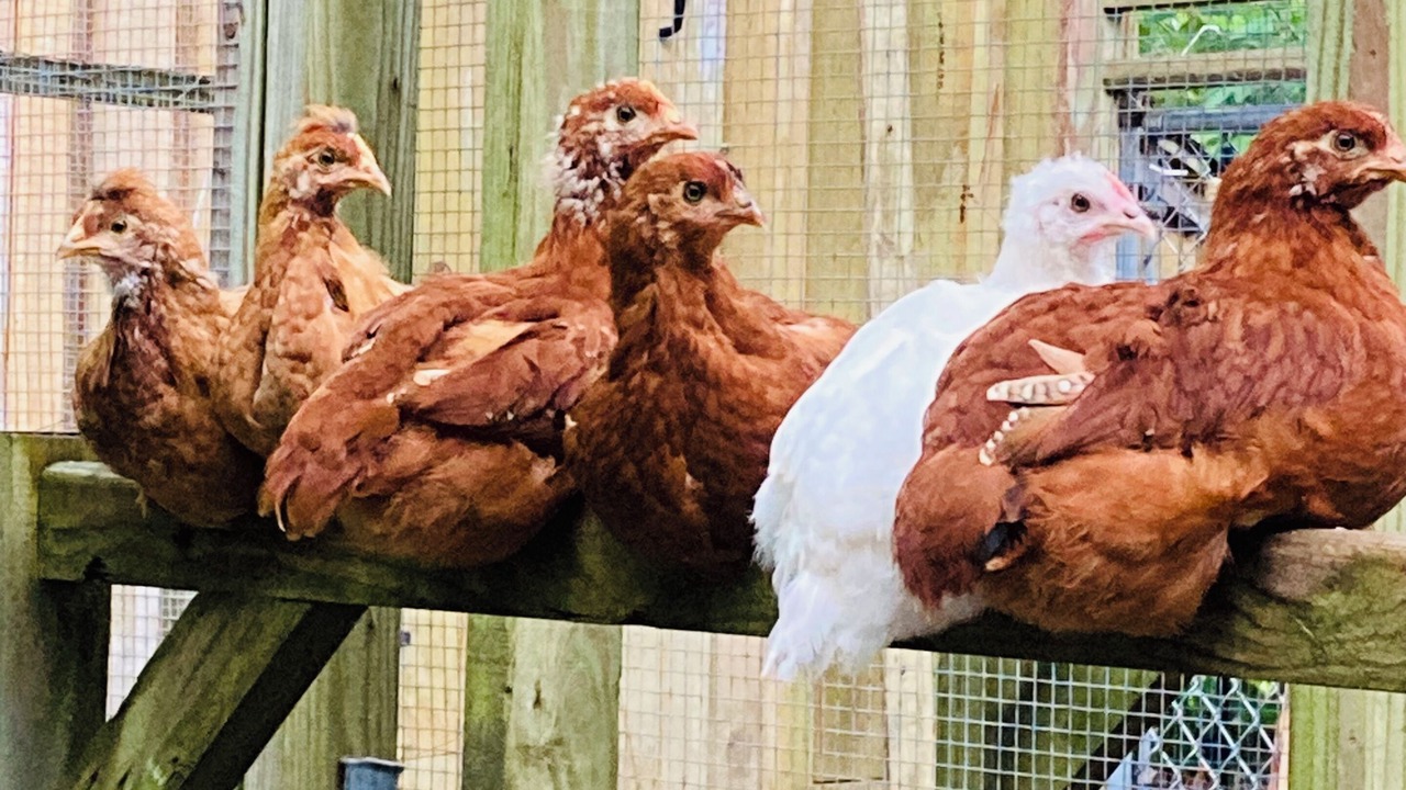 Photo of Others in Mashpee