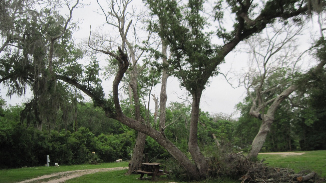 Photo of Outdoor in Cedar Lane